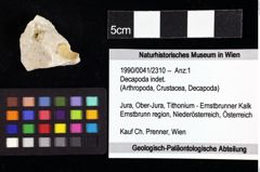 Foto (Objket + Etiketten) von Decapoda indet. 